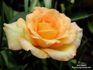 A Rose By Any Other Name - Rays Of Wisdom - Numerology