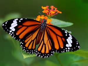 Rays of Wisdom - Astrology Of A Lifehelp In Relationship Healing - The Tale Of The Butterfly