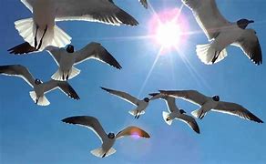 Rays Of Wisdom - Relationship Healing - Guidance From The Universe - The Seagull's Message