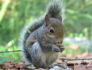 The Squirrel's Tale - Rays of  Wisdom - Relationship Healing - Guidance From The Universe
