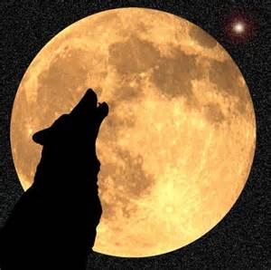 Rays of Wisdom - Astrology As A Lifehelp In Relationship Healing - The Wolf As Animal Totem
