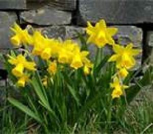 Daffodils - Rays of Wisdom - The Healing Journey Up The Spiritual Mountain - The Little Things