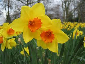 Rays Of Wisdom - Words Of Wisdom Grown On The Tree Of Life - The Daffodil Principle