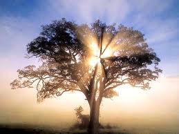 The Beauty, Wonder And Magic Of Trees - Rays of Wisdom - Words of Wisdom from the Tree of Life